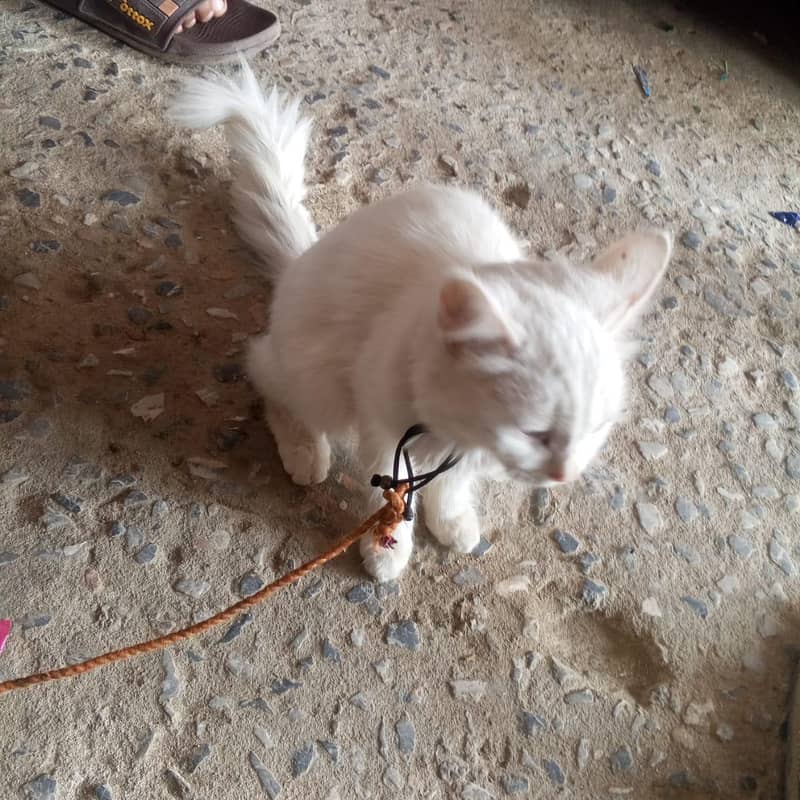 Persian cat 2