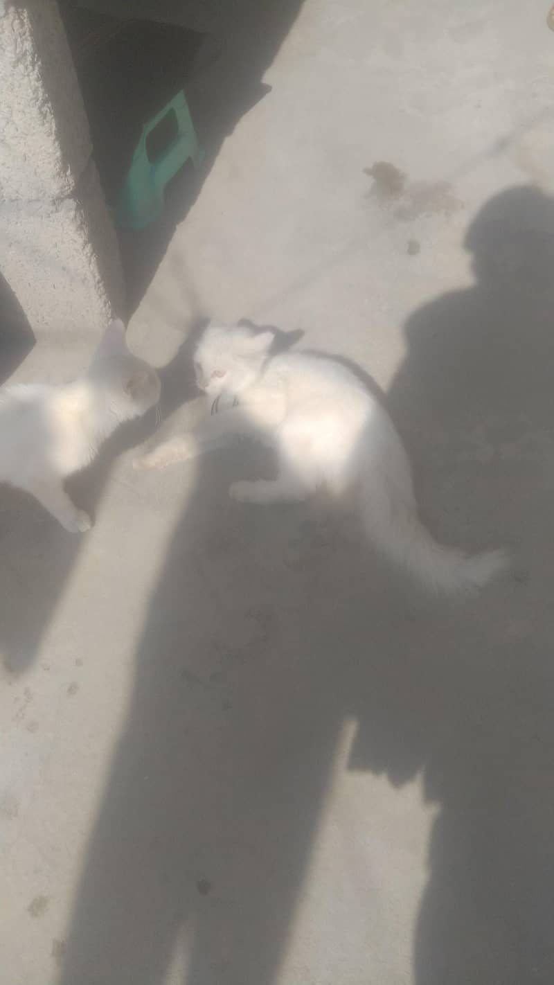 Persian cat 3