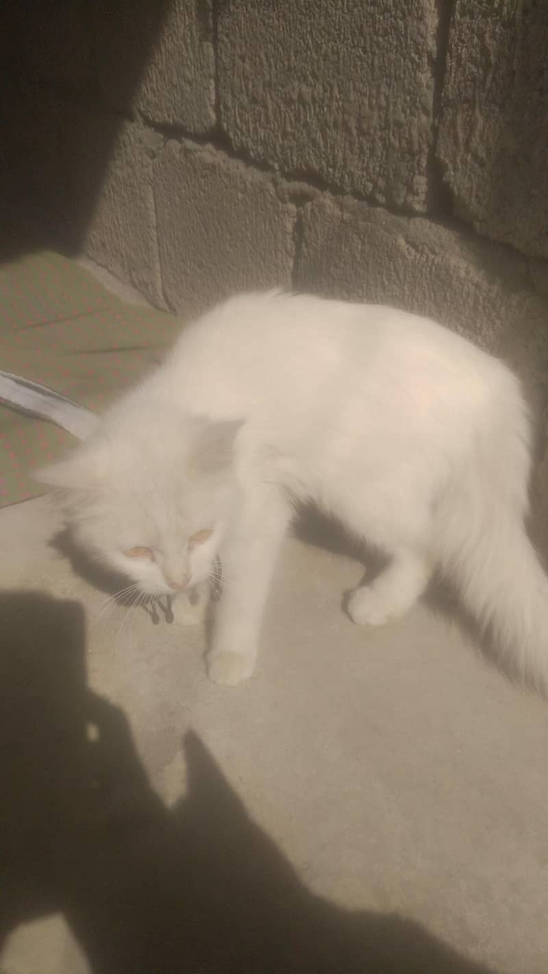 Persian cat 4