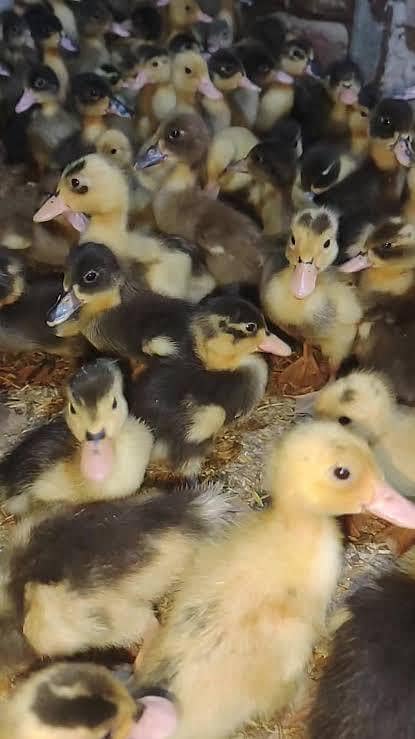 duck chick 2