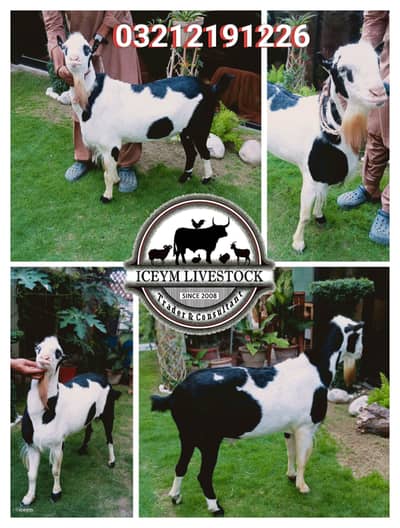 Tedda Bakra