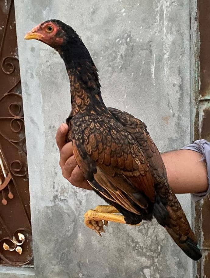 home bread patha pathiya 3