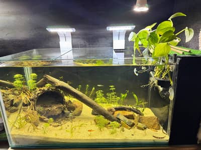 26x12 in fully planted aquarium with internal sump filtration