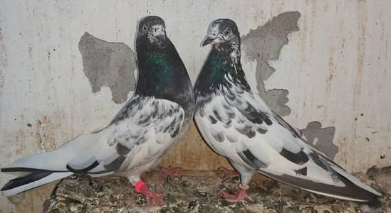 Taddi Nar insan Taddi Madi Breeder Pair For Sale.