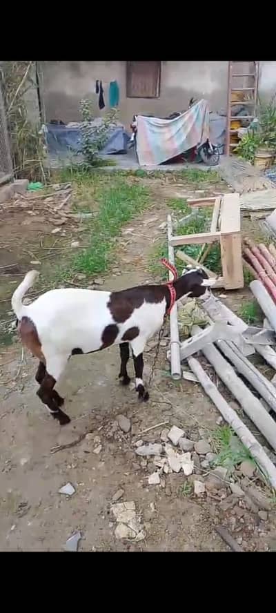 Barbari bakri for sale. ( Kheeri )
