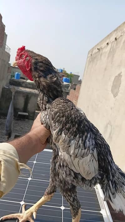 Beautiful Desi Aseel Murghay for Sale