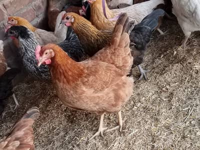 Golden Misri || Desi hens || Golden Misri Anday || Hens For Sale