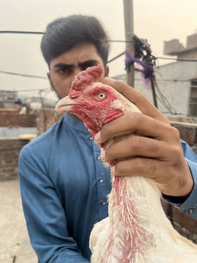 Heera breeder health active quality bird 03243071070