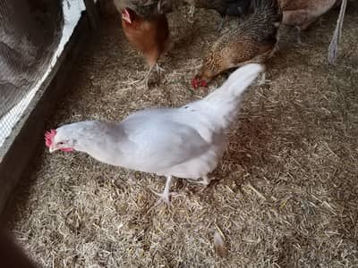 Golden Misri || Desi hens || Golden Misri Anday || Hens For Sale