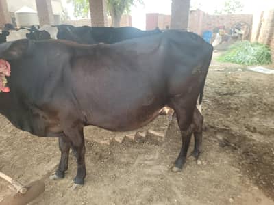Cow ready last Year Milk 15 Kgs