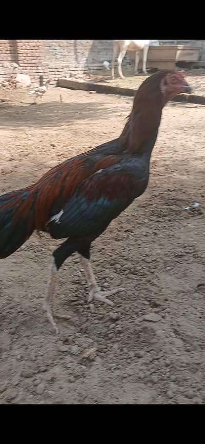 for sale patha