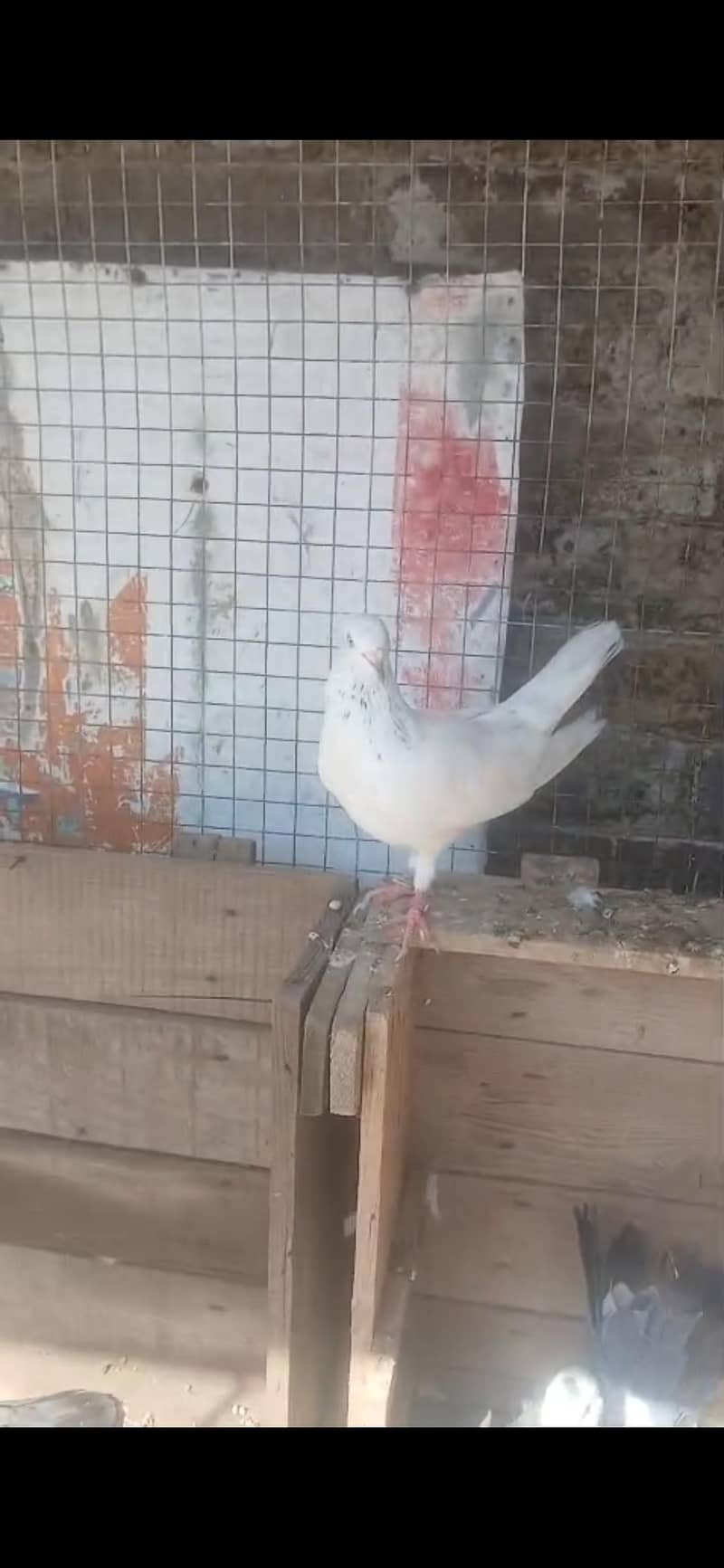 pegion 4