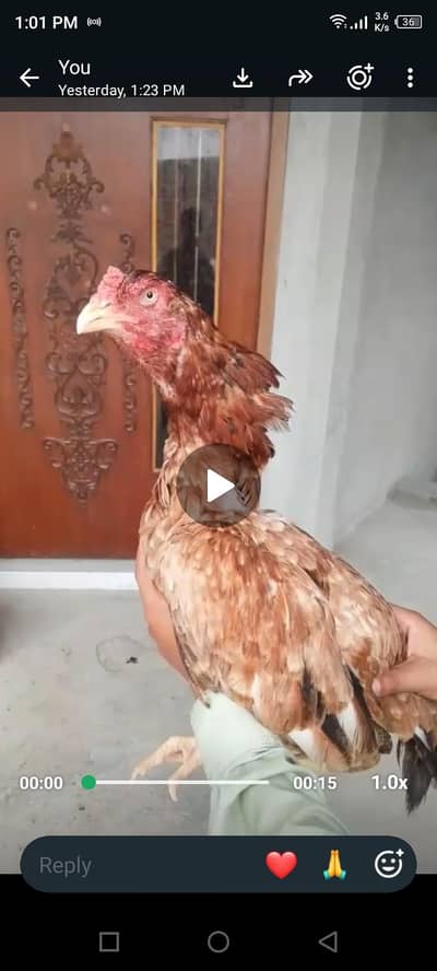 pure burmi chiks available top quality