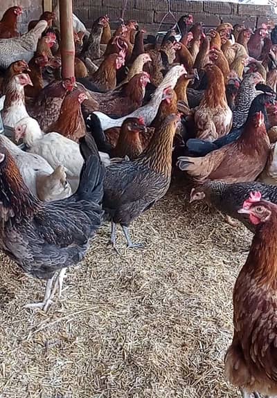 Golden Misri || Desi hens || Golden Misri Anday || Hens For Sale