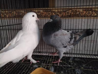 king breeder pair