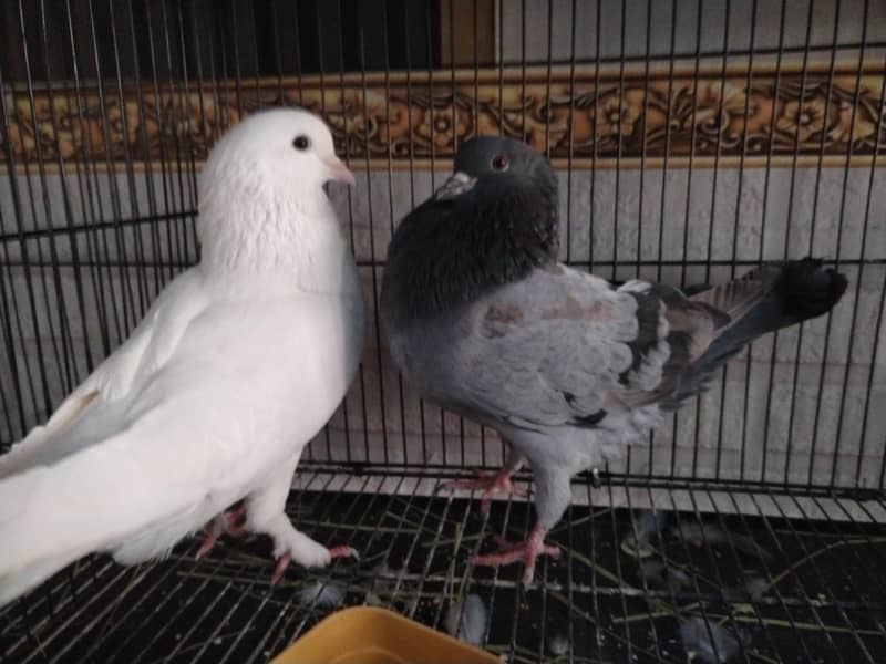 king breeder pair 0
