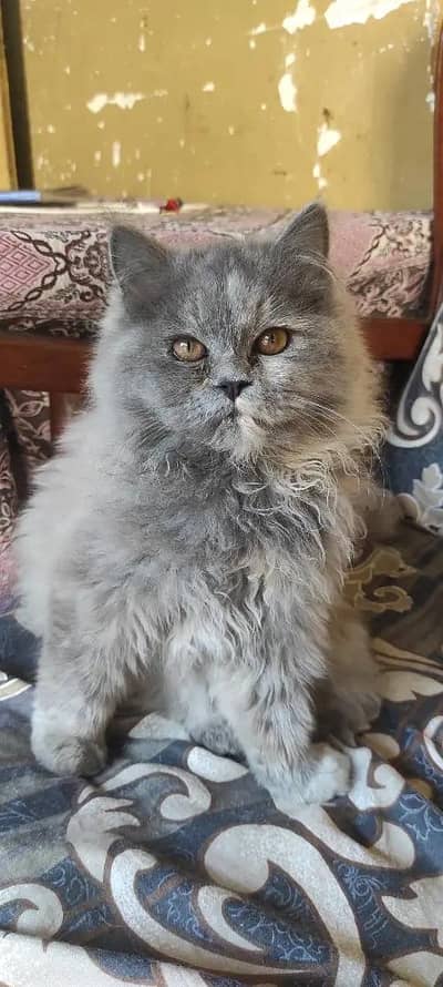persian cat for sale