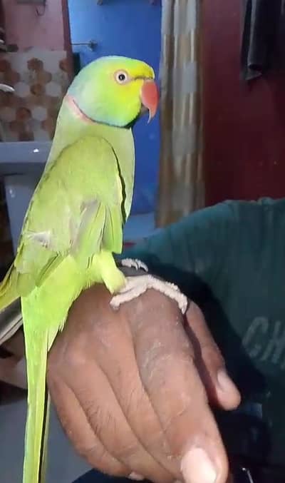 Ringneck Male