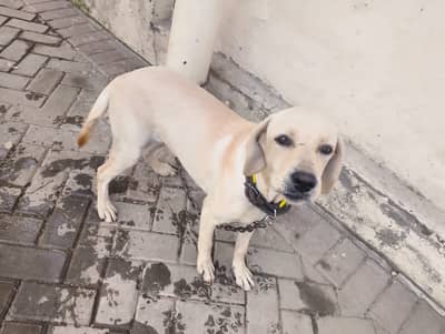  Labrador Female Puppy for Sale 