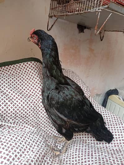 Double haddi mazbot female. whats app(0302)83:55:473)