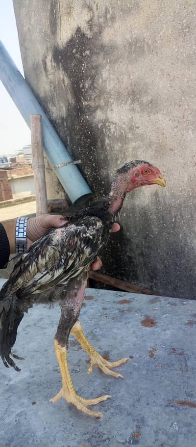 shamo male (6000)  03298394346