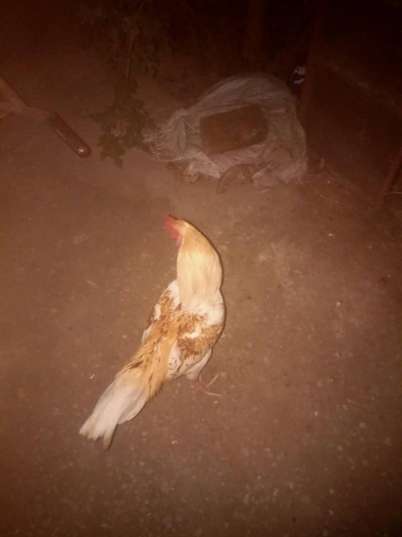 اصیل ریزہ 3