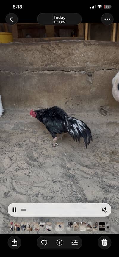 Amroha female and lassani male pure bloodline