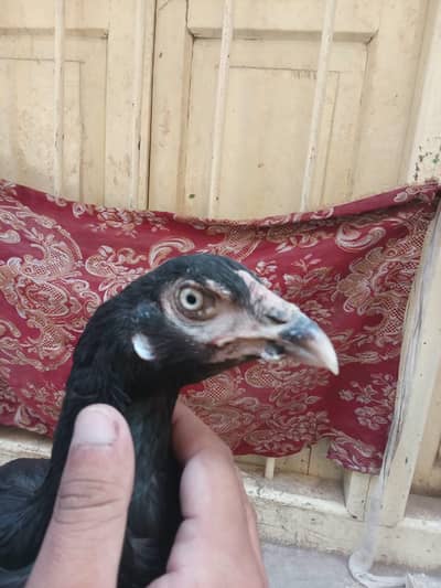 High Quality Mushki Female