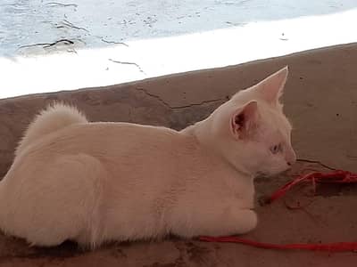 cats for sale urgent sale
