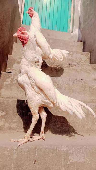 2 aseel Murga  pure white Hera and white shamo cross