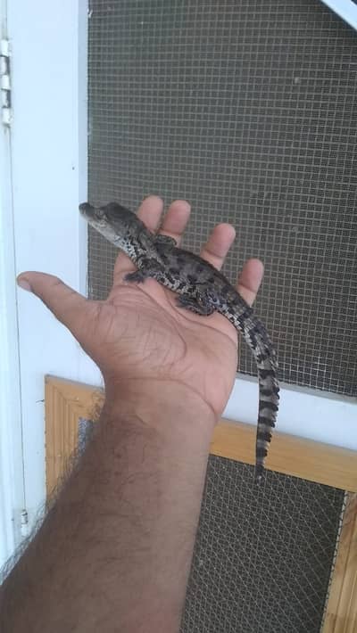 Hatchlings available