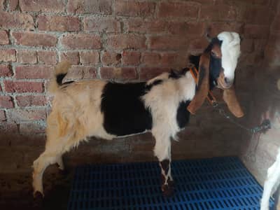 Beautiful Desi Male Bakra for Sale – 4 Daant