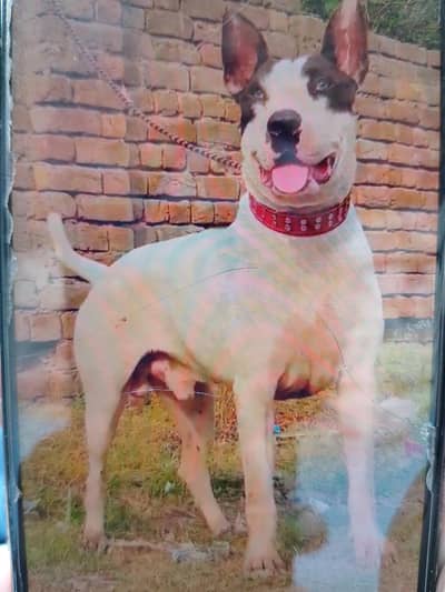 My Missing Dog please Read add