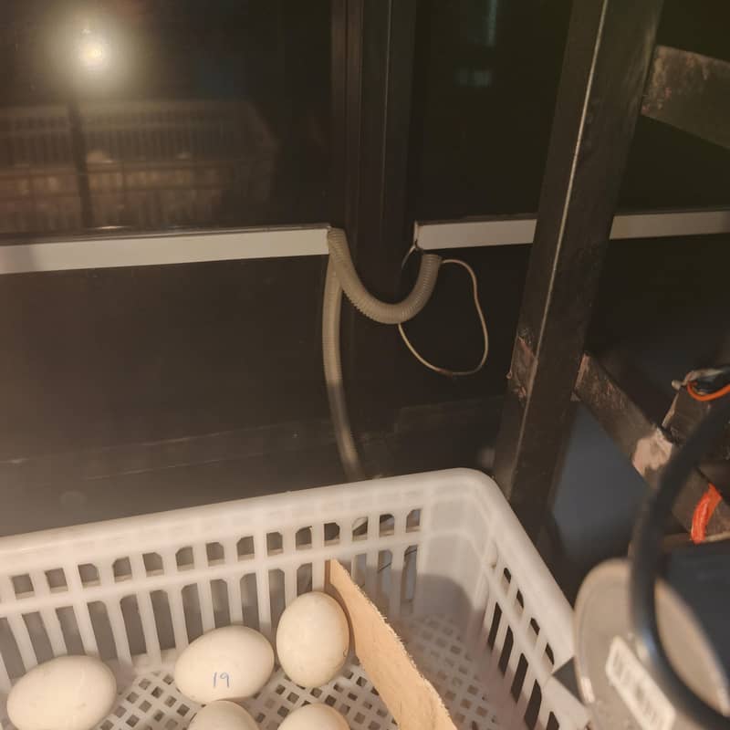 incubator 3