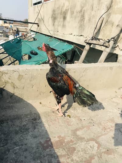 Aseel Thai Sindhi cross male no game available