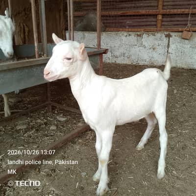 for sale*`Qurbani Bakra For Sale - White Goat