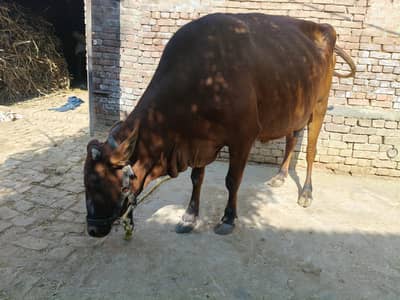 Jersey+Sahiwal cross cow