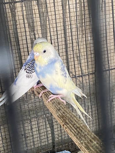 Australian budgies
