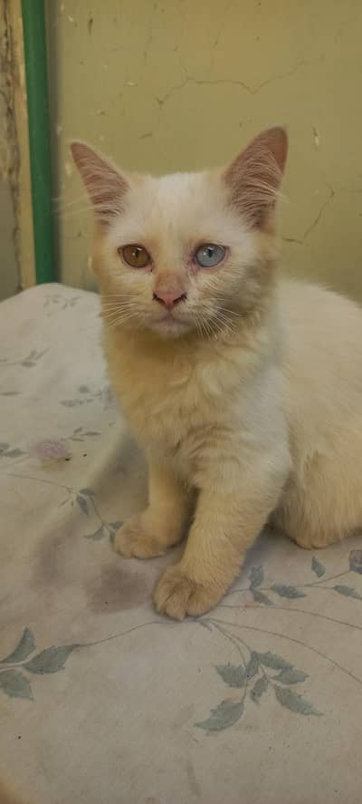 persian cat for sale