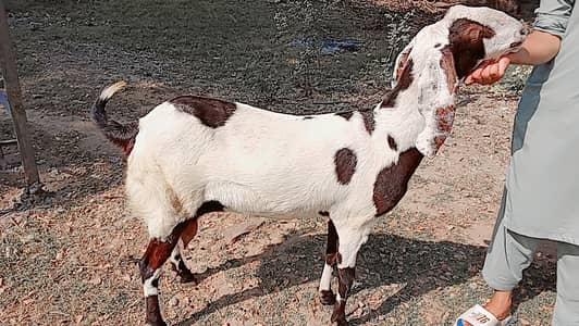 Goats | Beetal and Nagri Cross | Beetal Bakri | Goats For sale