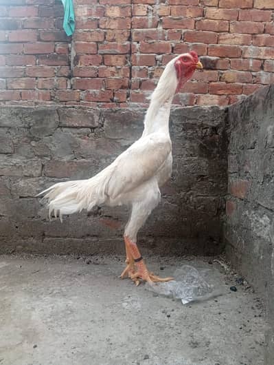 aseel German o Shamo pair