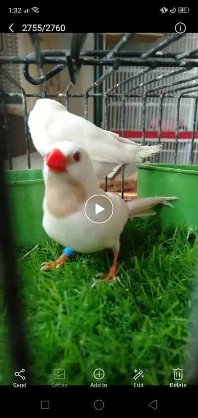 albino shaftail breeder pair