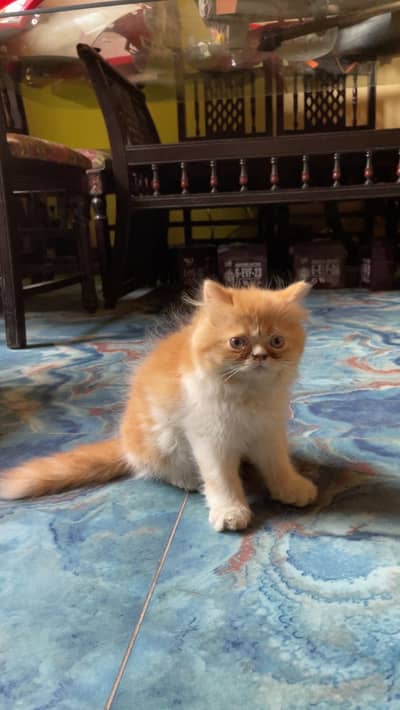Pesian cat picky face