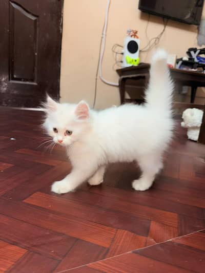 Persian cat fully friendly active 2 month old