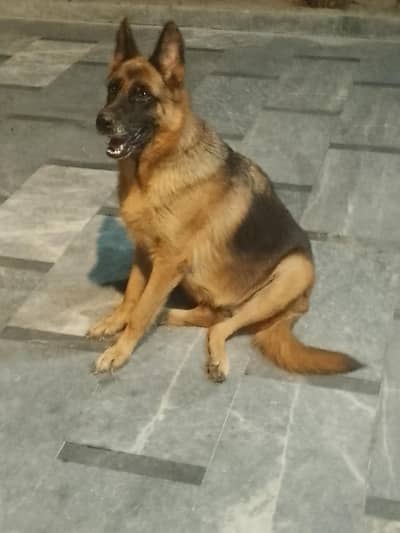 Garman shafard breeder  female for sale