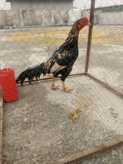 aseel java murgha fresh 3000 gram || Urgent Sale||