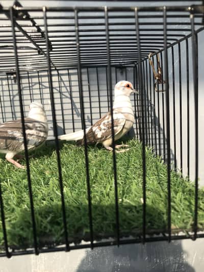 Breeder doves