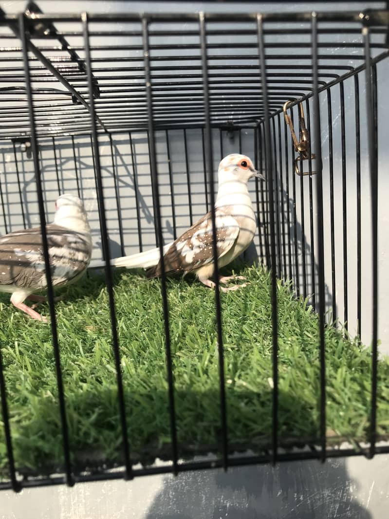 Breeder doves 0