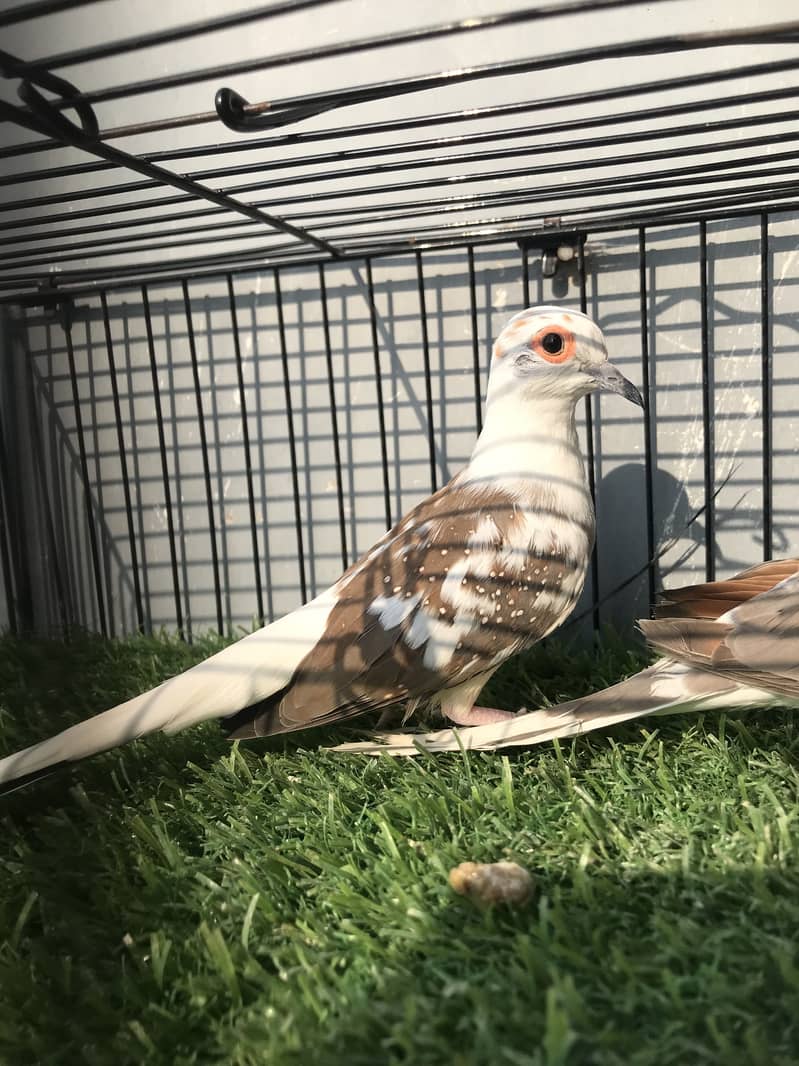 Breeder doves 1