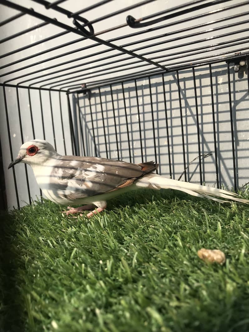 Breeder doves 2